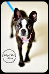 Ginny-Read Bio Special Needs (Foster needed)