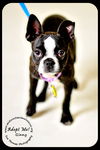 Ginny-Read Bio Special Needs (Foster needed)