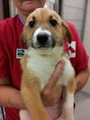 Azalea * URGENT* Forever Home Needed*