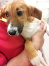 Azalea * URGENT* Forever Home Needed*