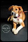 Azalea * URGENT* Forever Home Needed*