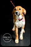 Azalea * URGENT* Forever Home Needed*