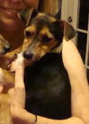 Freddie- Puppy