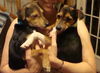 Freddie- Puppy