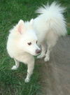 Nala American Eskimo