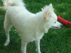 Nala American Eskimo