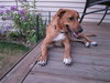 Rose Puppy