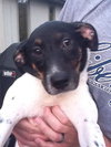 Clover Puppy