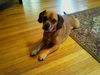 Carmello