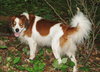 Trent