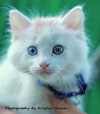 Audrie