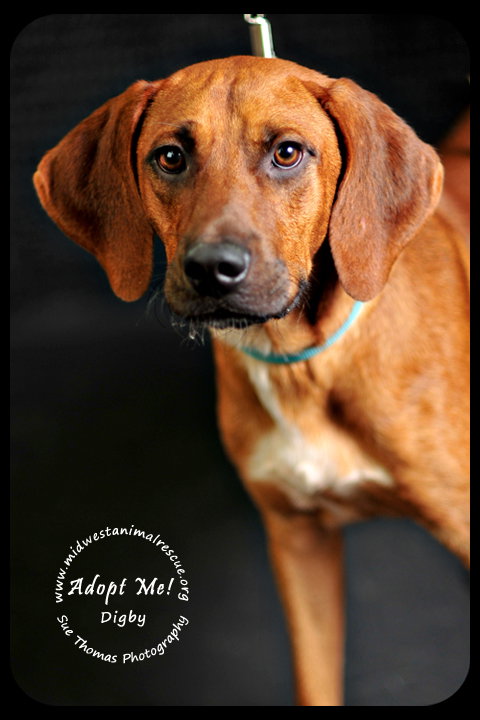 Digby