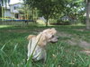 Cora