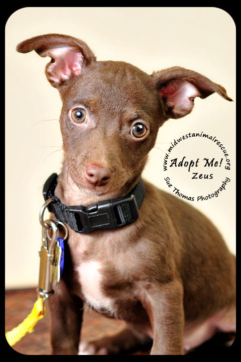 Zeus Puppy