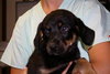 Snickers-Puppy
