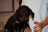 Snickers-Puppy