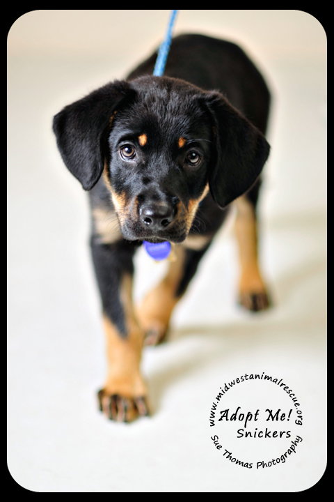 Snickers-Puppy