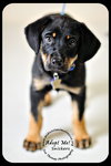 Snickers-Puppy