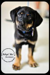 Snickers-Puppy