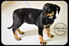 Snickers-Puppy