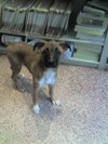Lola 