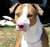 Dougie-