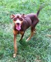 Paco-READ BIO!! Urgent Foster Needed