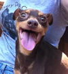 Paco-READ BIO!! Urgent Foster Needed