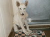 Skyler - Foster Needed - Arriving 8/11!