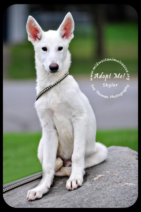 Skyler - Foster Needed - Arriving 8/11!