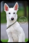 Skyler - Foster Needed - Arriving 8/11!