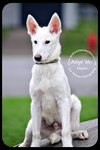 Skyler - Foster Needed - Arriving 8/11!
