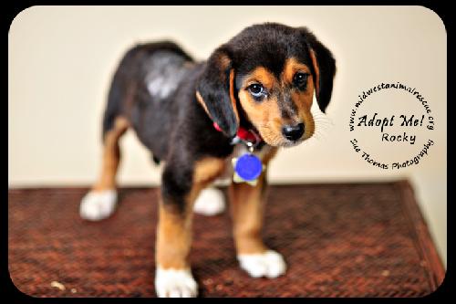 Rocky Puppy
