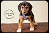 Rocky Puppy