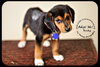 Rocky Puppy