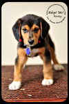 Rocky Puppy