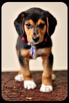 Rocky Puppy