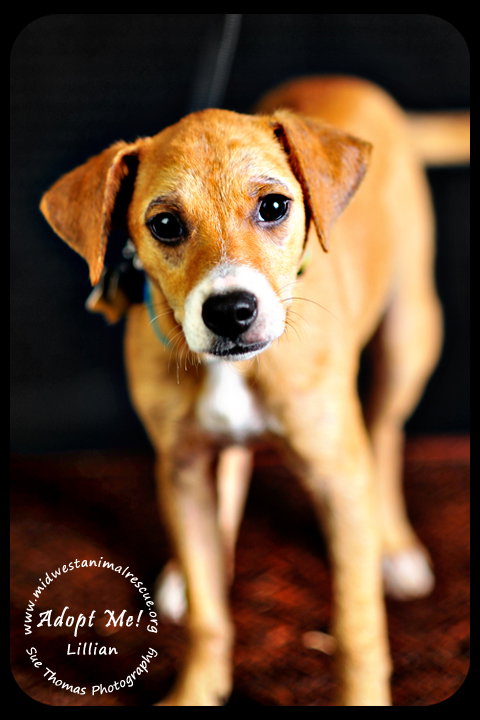 Lillian Puppy