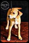 Lillian Puppy