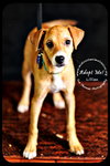 Lillian Puppy