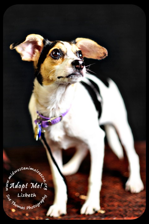 Lizbeth Puppy