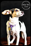 Lizbeth Puppy