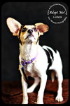Lizbeth Puppy