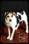 Lizbeth Puppy