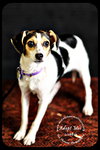 Lizbeth Puppy