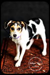 Lizbeth Puppy