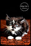 Olympian- Kitten