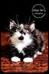 Olympian- Kitten