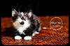 Olympian- Kitten