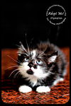 Olympian- Kitten